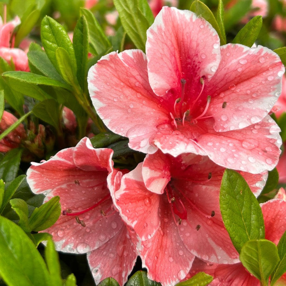 Autumn Sunburst Encore Azalea with pink semi-double flowers edged in white