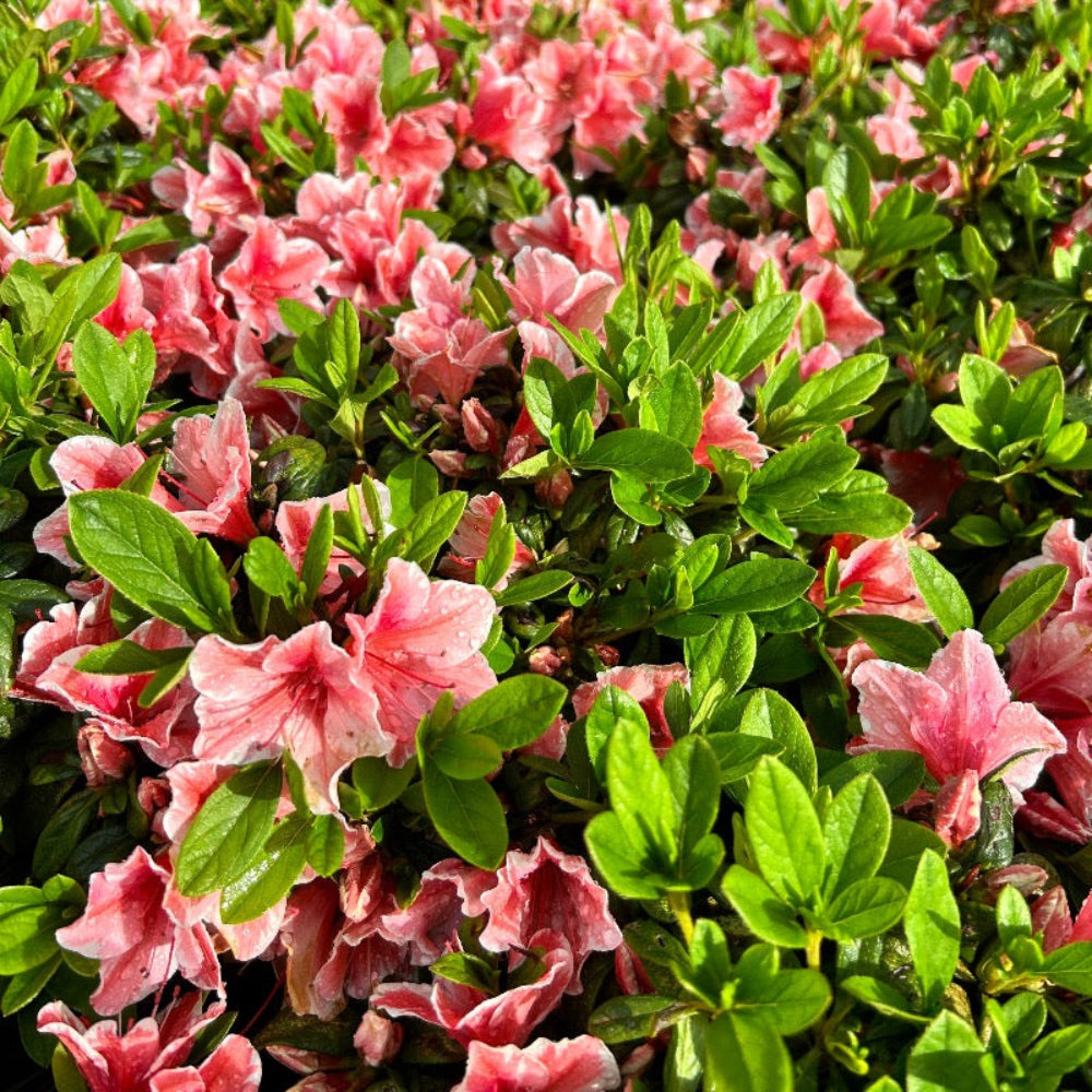 Autumn Sunburst Encore Azalea with pink semi-double flowers edged in white