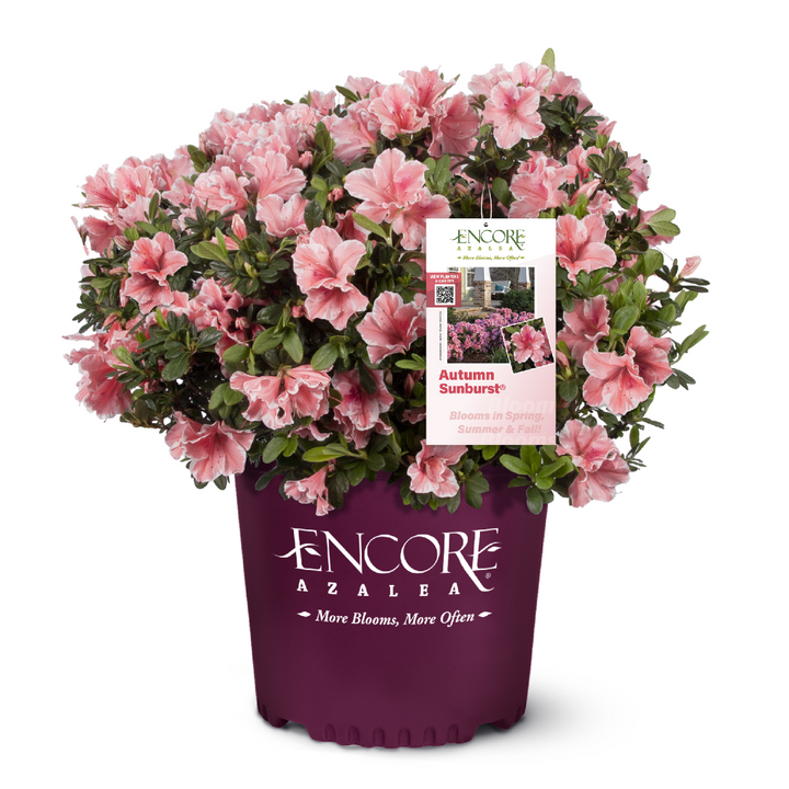 Autumn Sunburst Encore Azalea with pink semi-double flowers edged in white