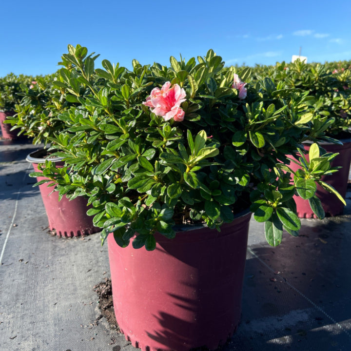 Autumn Sunburst Encore Azalea with pink semi-double flowers edged in white
