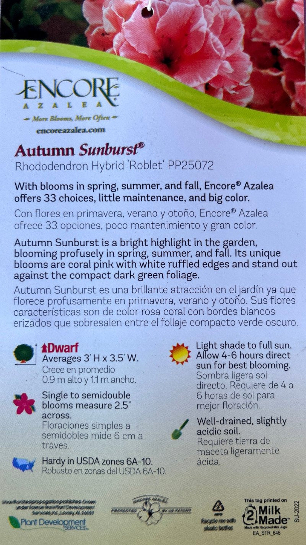Autumn Sunburst Encore Azalea with pink semi-double flowers edged in white