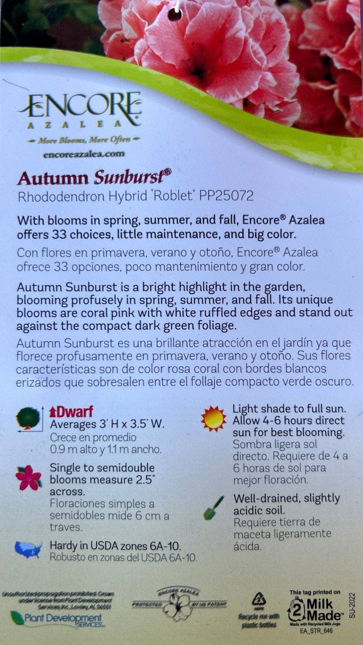 Autumn Sunburst Encore Azalea with pink semi-double flowers edged in white