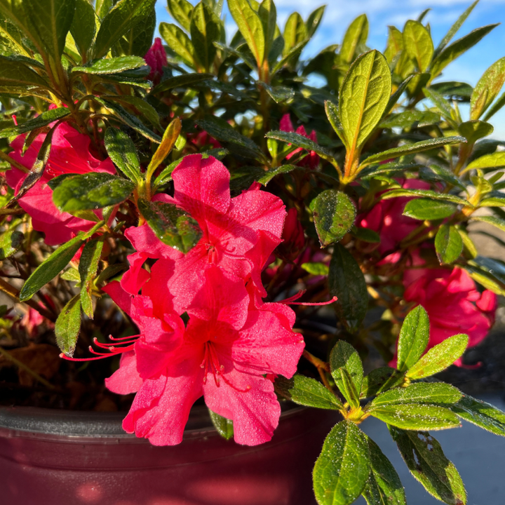 Autumn Sundance Encore Azalea with deep fuchsia pink flowers