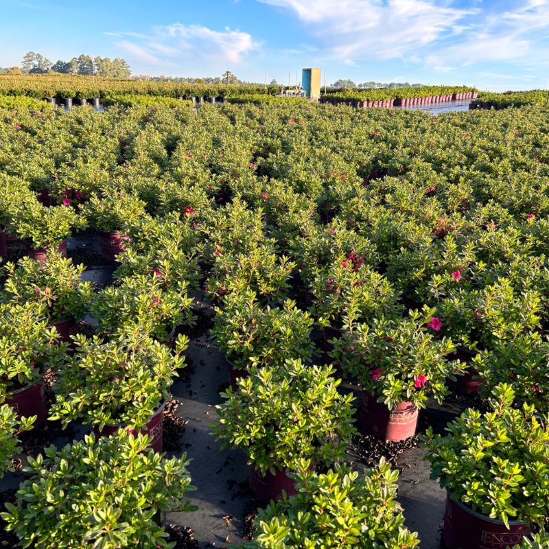 Autumn Sundance Encore Azalea with deep fuchsia pink flowers
