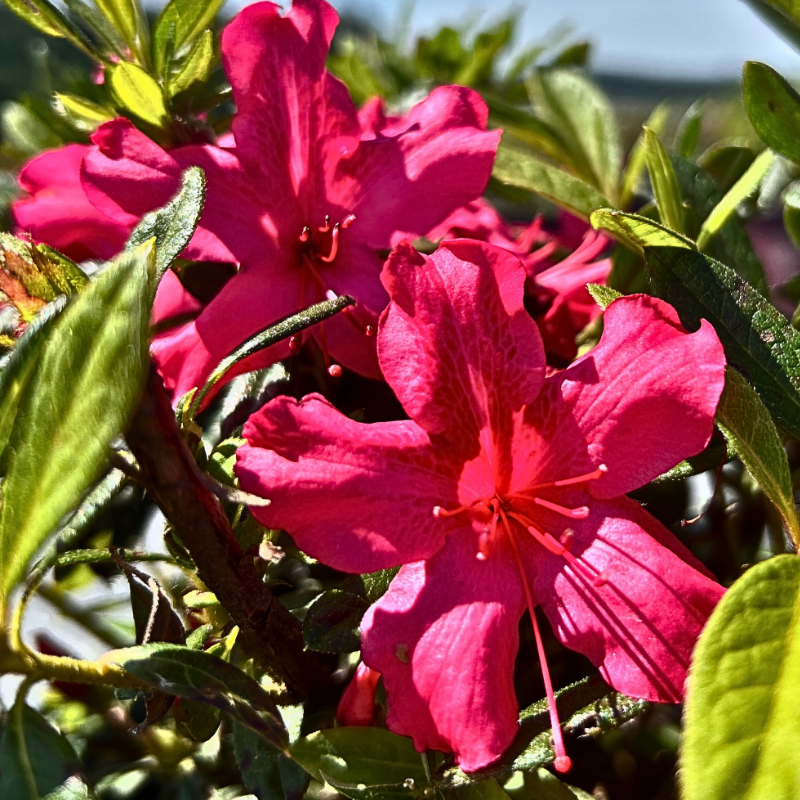 Autumn Sundance Encore Azalea with deep fuchsia pink flowers