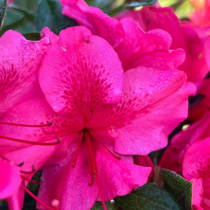 Autumn Sundance Encore Azalea with deep fuchsia pink flowers