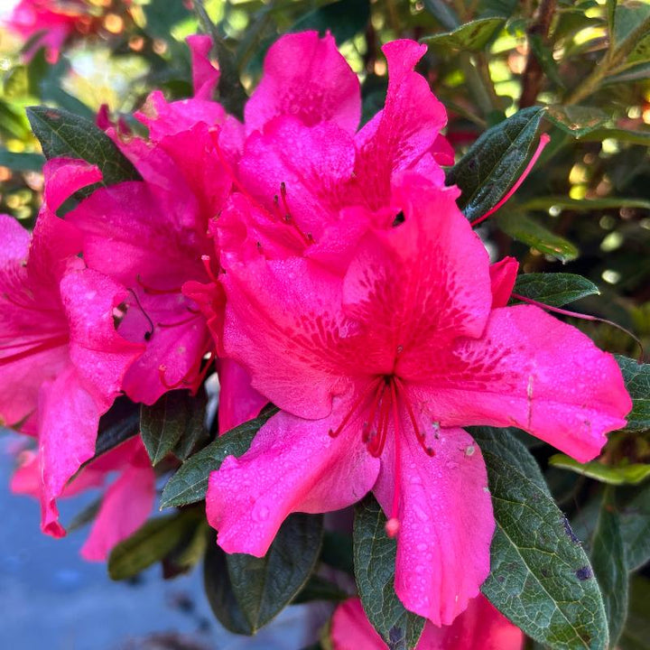 Autumn Sundance Encore Azalea with deep fuchsia pink flowers