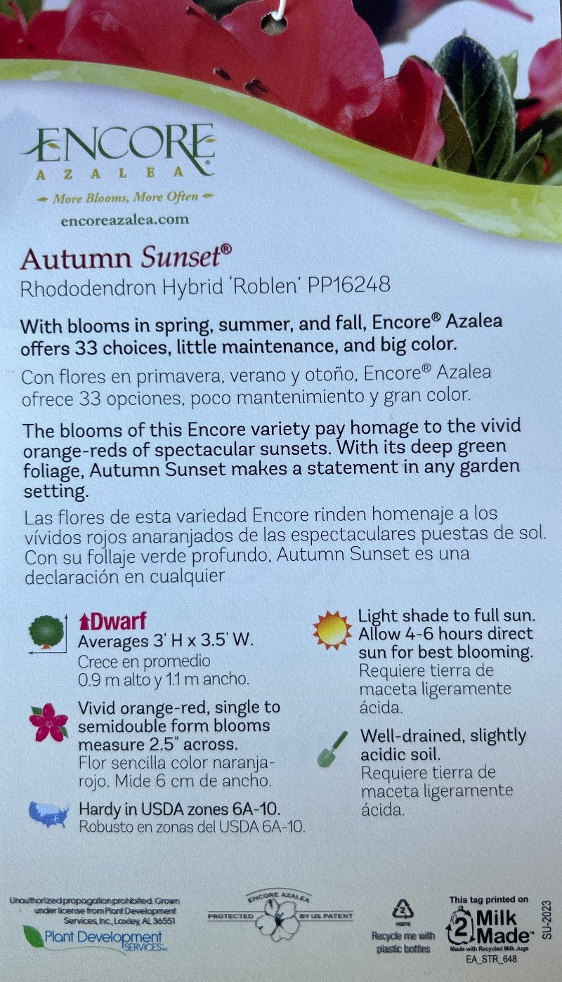 Azalea Encore® Autumn Sunset® | GoBuyPlants