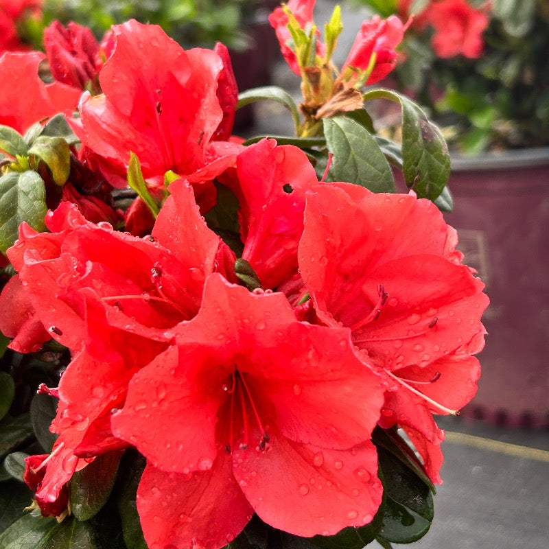 Azalea Encore® Autumn Sunset® | GoBuyPlants