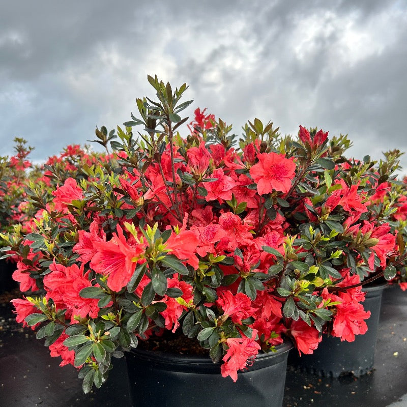Azalea Encore® Autumn Sunset® | GoBuyPlants
