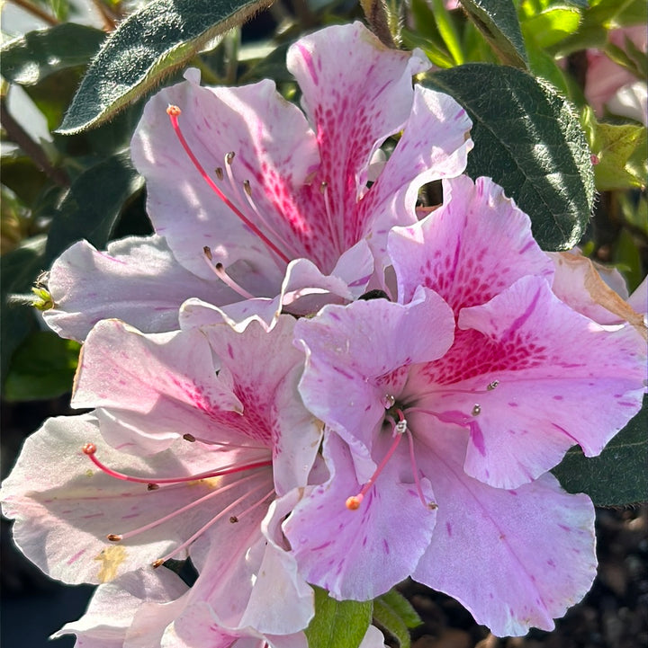 Autumn Twist Encore Azalea with white flowers striped purple and pink