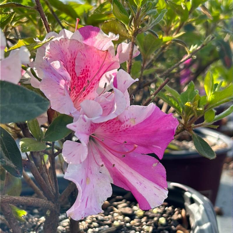 Autumn Twist Encore Azalea with white flowers striped purple and pink