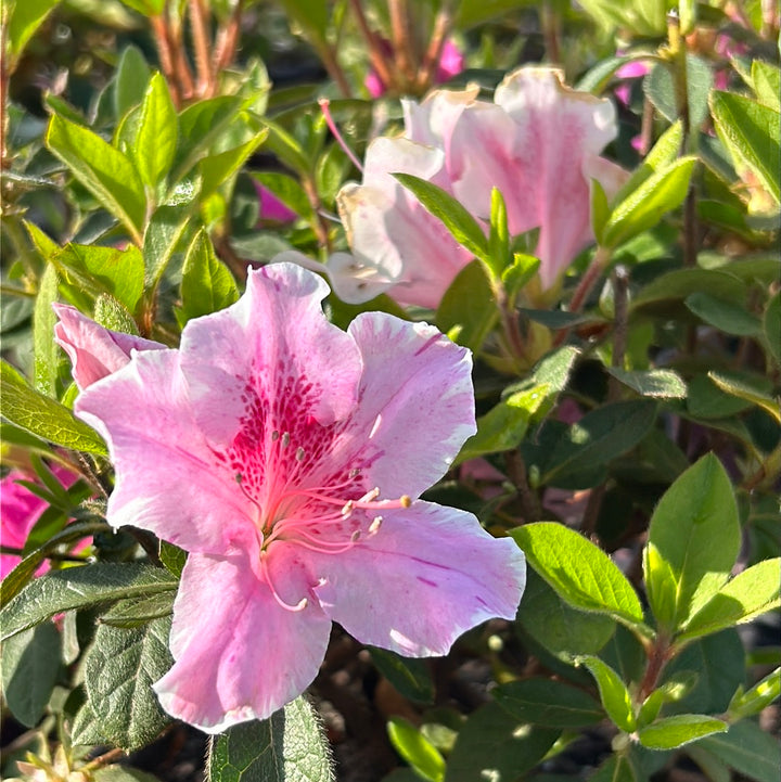 Autumn Twist Encore Azalea with white flowers striped purple and pink