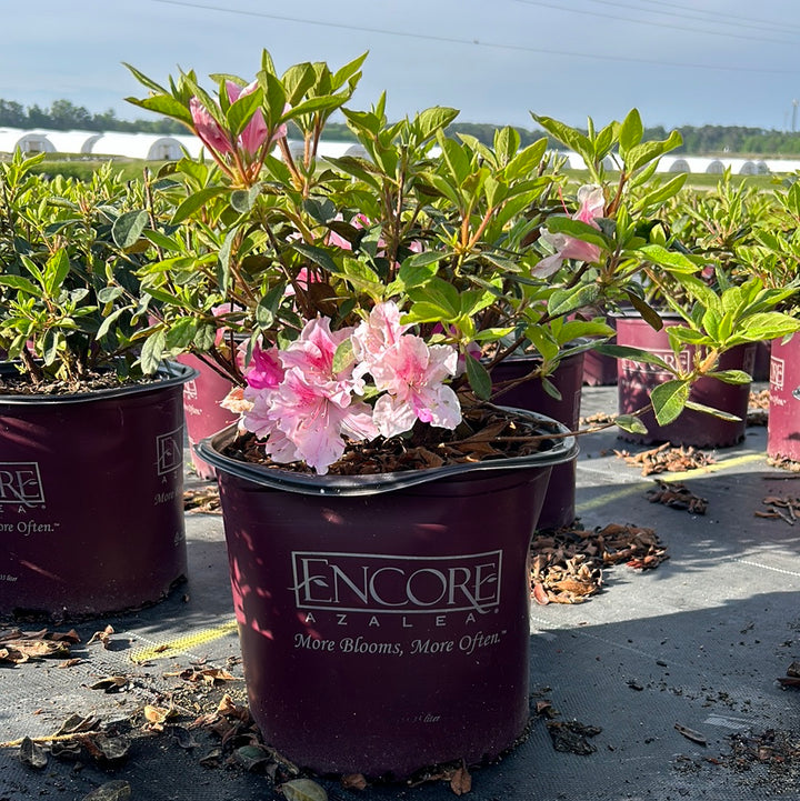 Azalea Encore® Autumn Twist® | GoBuyPlants