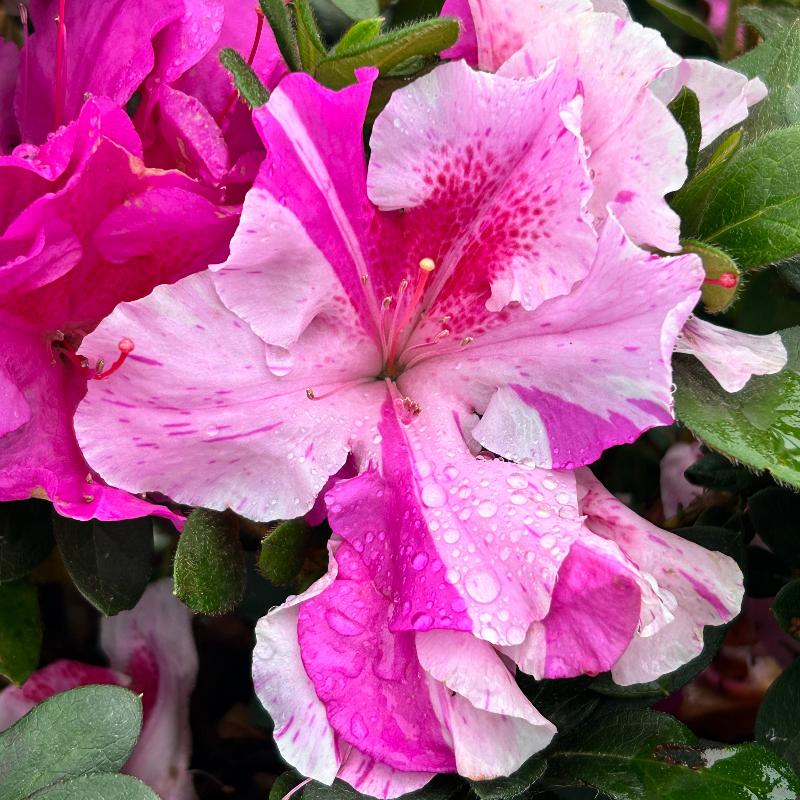 Autumn Twist Encore Azalea with white flowers striped purple and pink