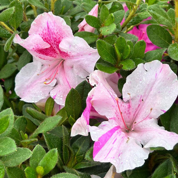 Autumn Twist Encore Azalea with white flowers striped purple and pink