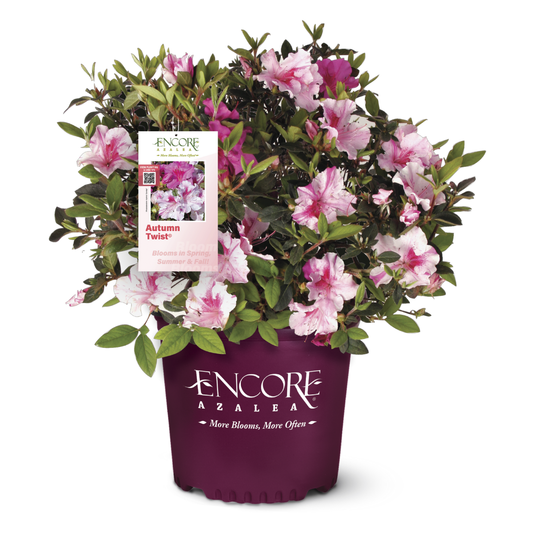 Autumn Twist Encore Azalea with white flowers striped purple and pink