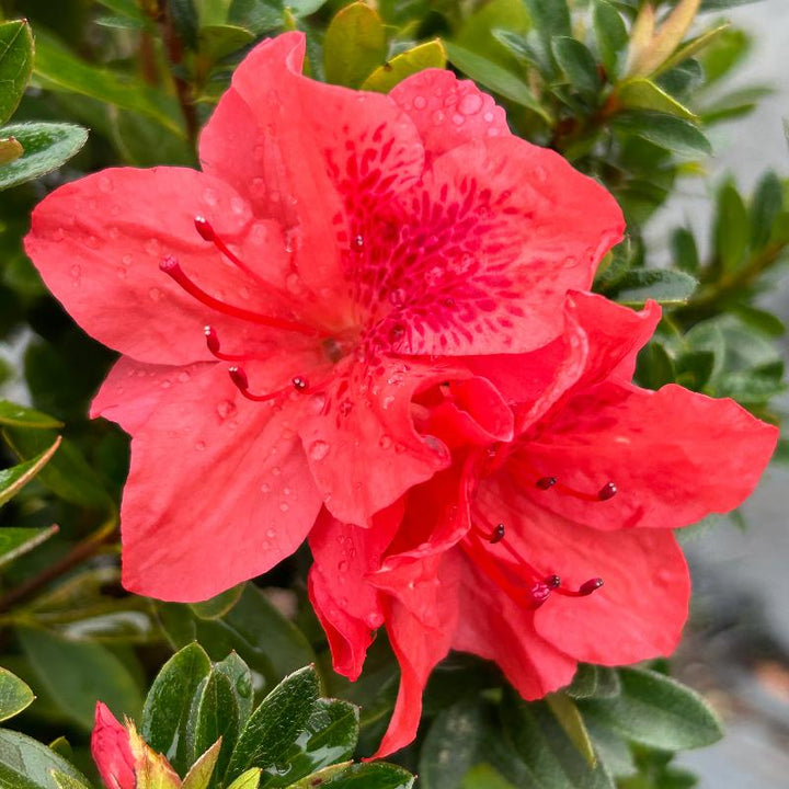 Fashion Azalea with fiery red orange flowers and dark green foliage