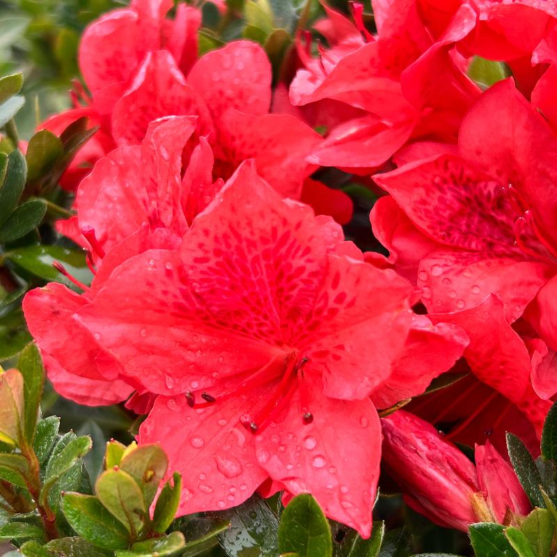 Fashion Azalea with fiery red orange flowers and dark green foliage