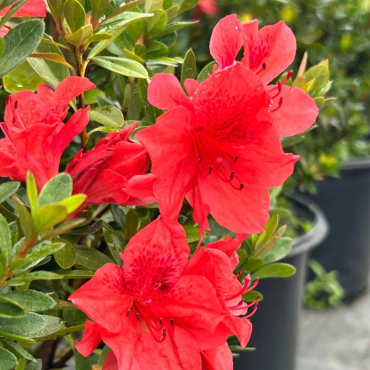 Fashion Azalea with fiery red orange flowers and dark green foliage