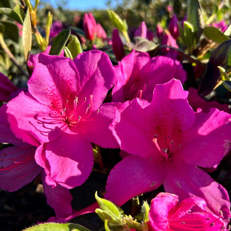 Formosa Azalea with large lavender flowers and dark green foliage