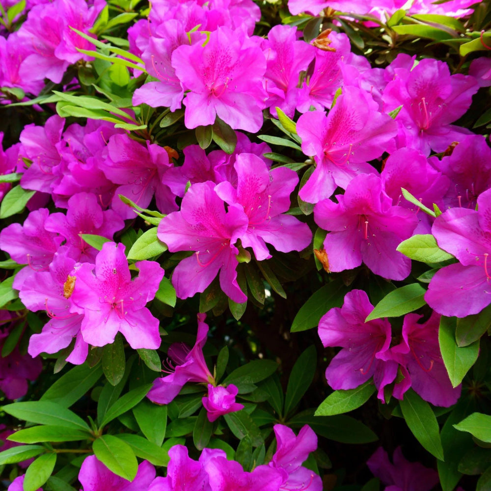 Formosa Azalea with large lavender flowers and dark green foliage