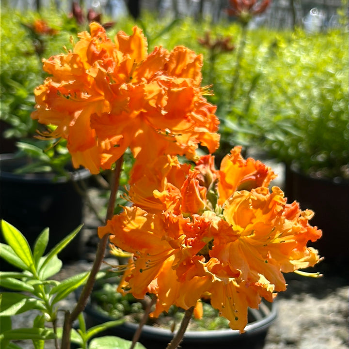 Gibraltar Azalea with clusters of fragrant frilly orange flowers
