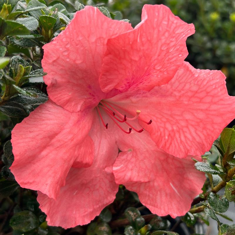 Hilda Niblett Azalea with white pink and peach flowers