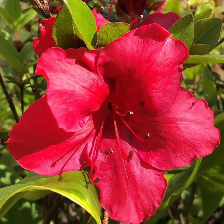 Johanna Azalea with ruffled deep red flowers and glossy green foliage