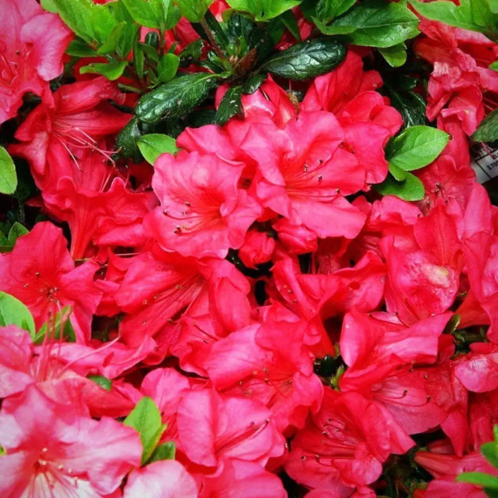 Johanna Azalea with ruffled deep red flowers and glossy green foliage