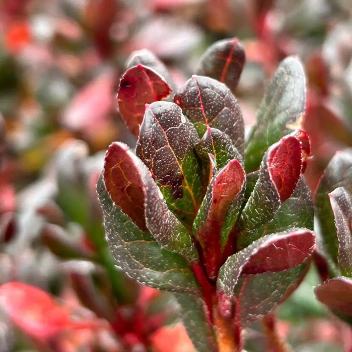 Johanna Azalea with ruffled deep red flowers and glossy green foliage
