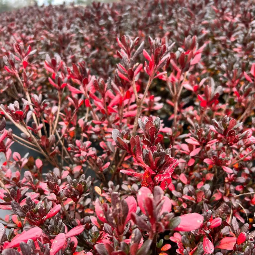 Johanna Azalea with ruffled deep red flowers and glossy green foliage