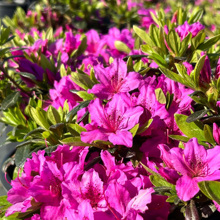 Karen Azalea with lavender purple flowers and dark green foliage