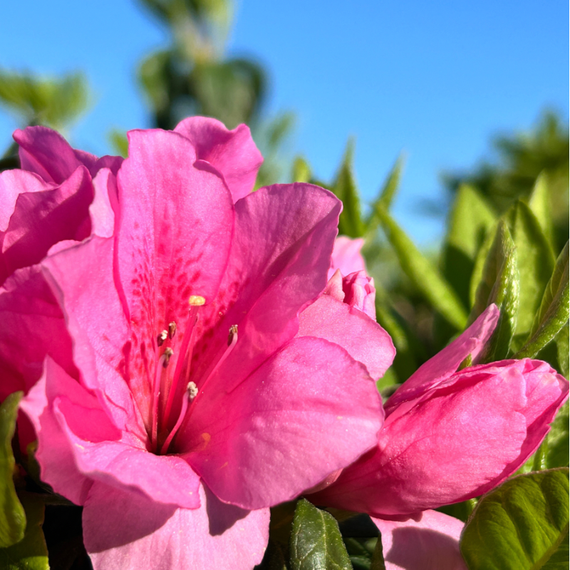 Pink Ruffle Azalea with large ruffled pink flowers