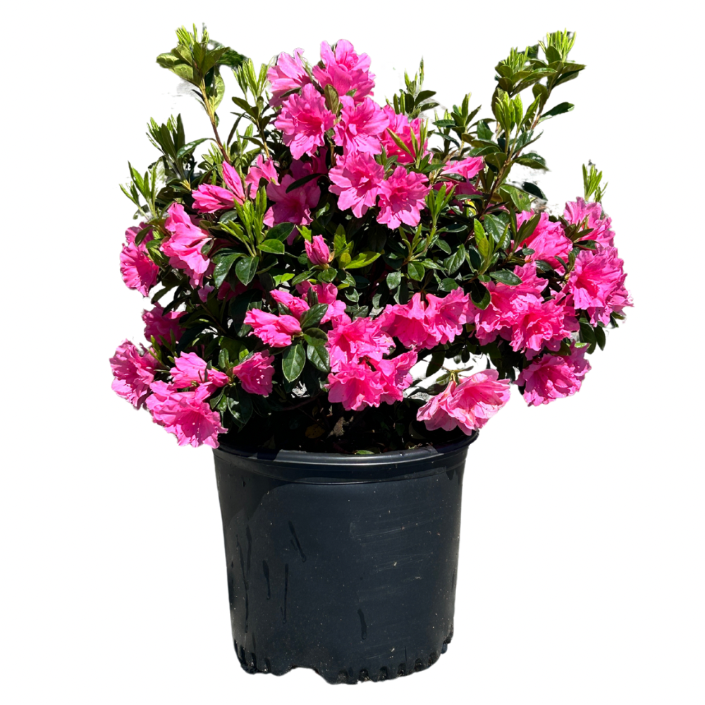 Pink Ruffle Azalea with large ruffled pink flowers