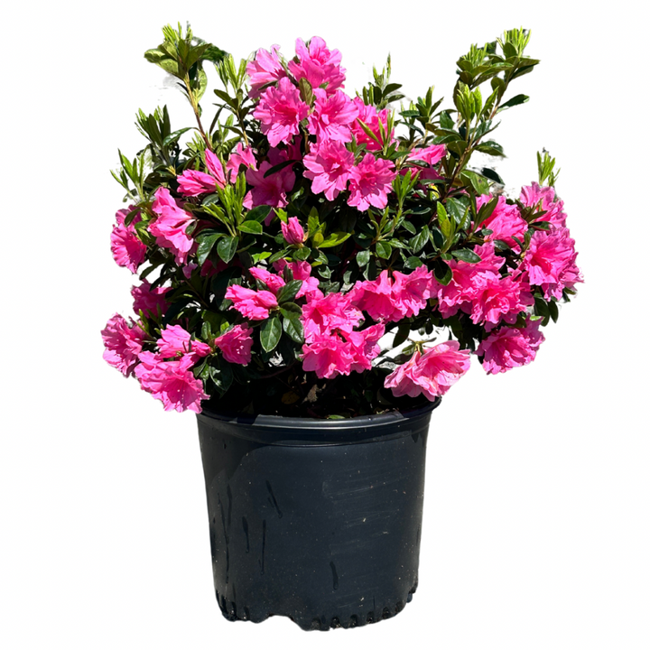 Pink Ruffle Azalea with large ruffled pink flowers