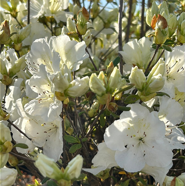Pleasant White Azalea with fragrant pure white flowers