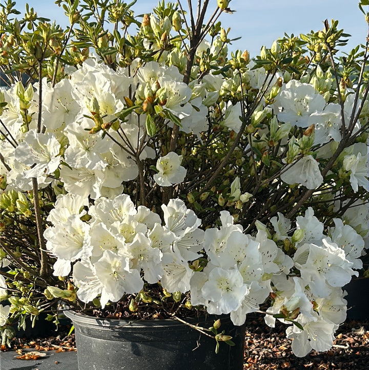 Pleasant White Azalea with fragrant pure white flowers