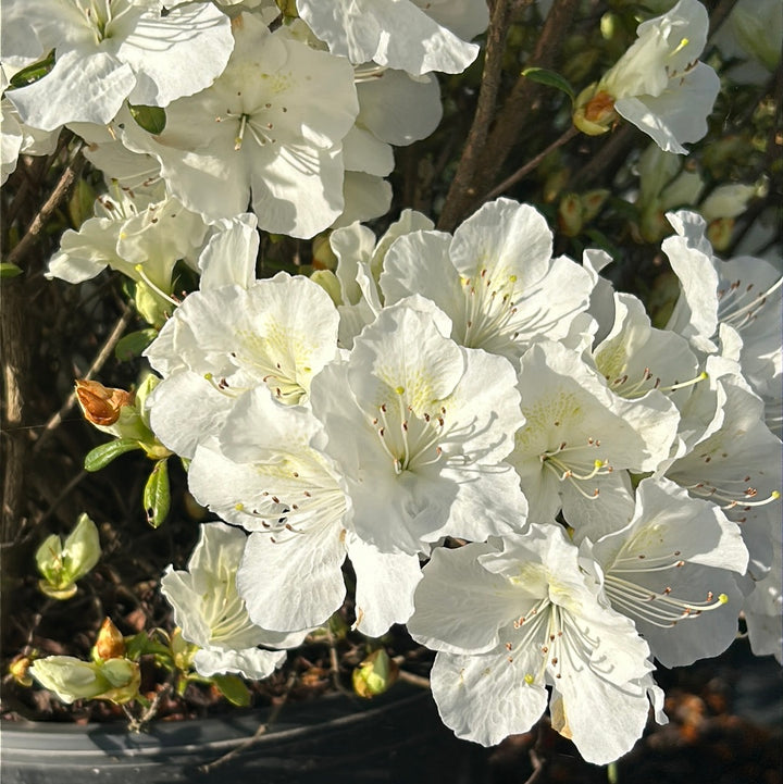 Pleasant White Azalea with fragrant pure white flowers
