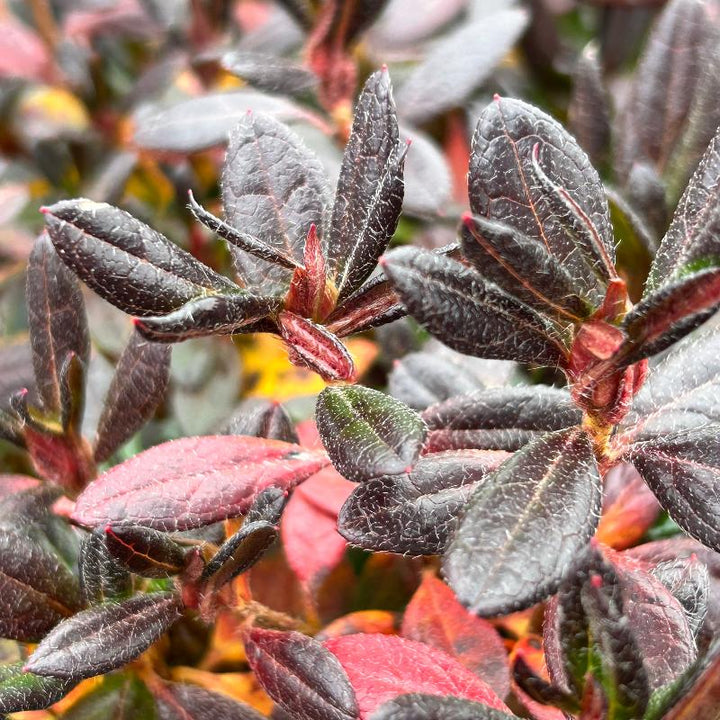 Azalea Renee Michelle | GoBuyPlants