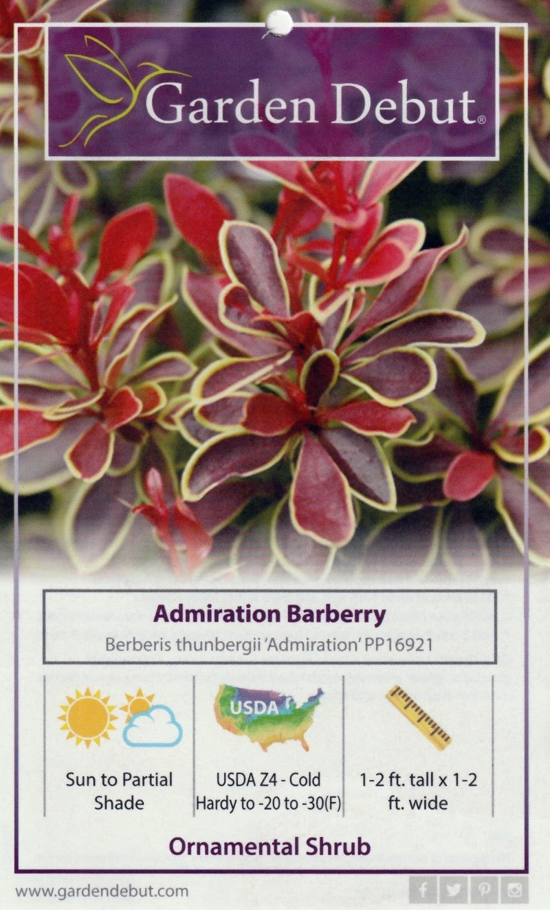 Admiration Barberry growing in a landscaped garden