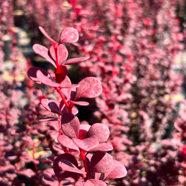 Orange Rocket Barberry growing in a landscaped garden