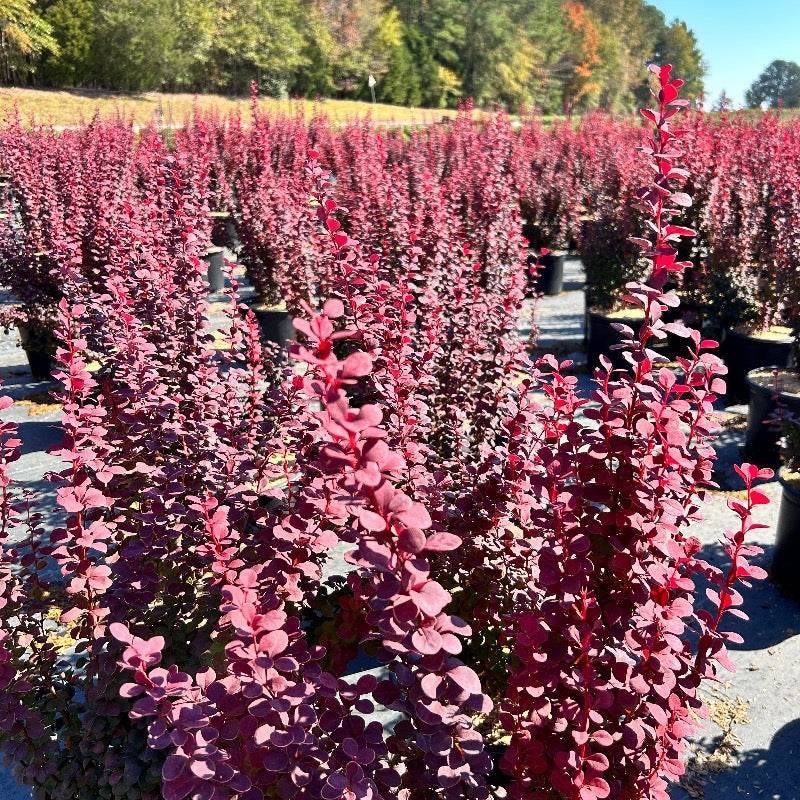 Orange Rocket Barberry growing in a landscaped garden