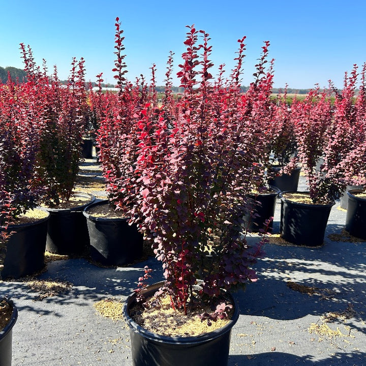 Orange Rocket Barberry growing in a landscaped garden