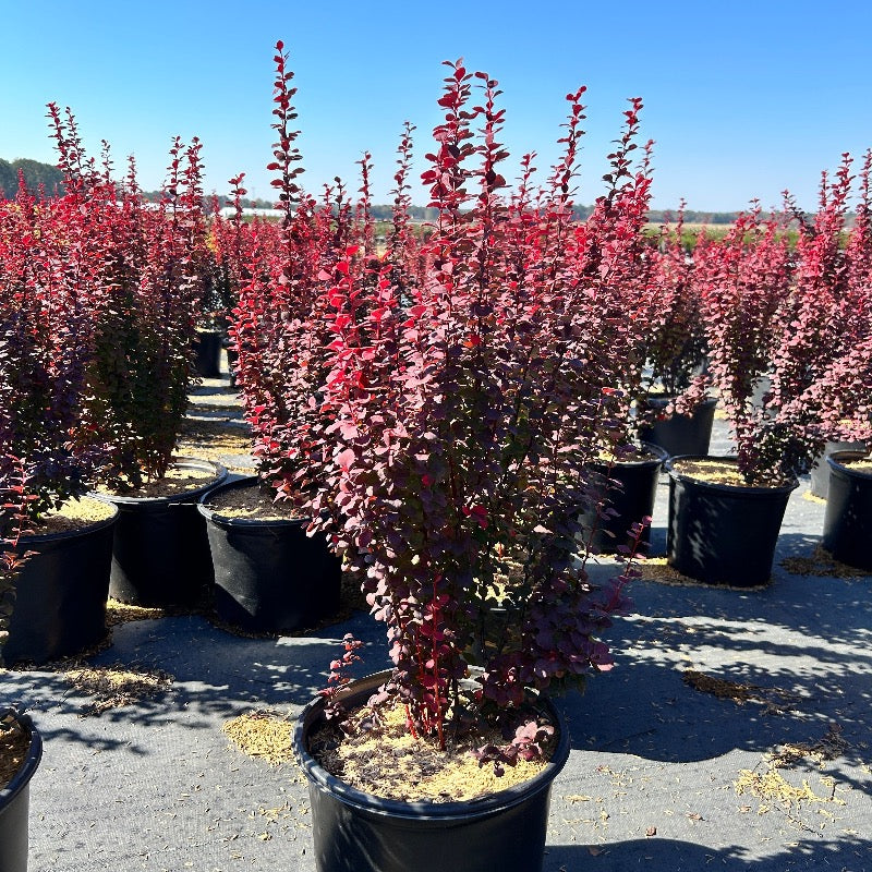 Barberry Orange Rocket