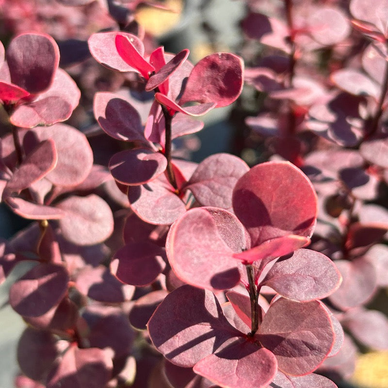 Orange Rocket Barberry growing in a landscaped garden