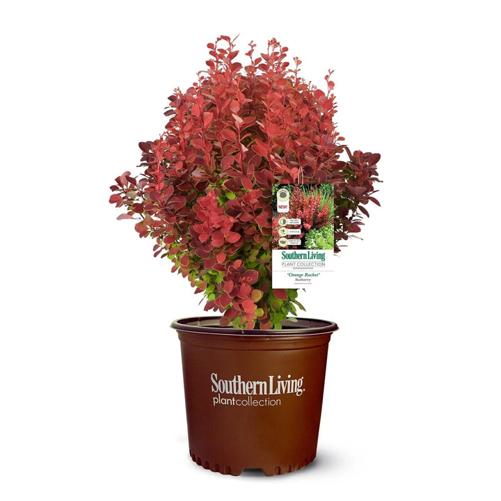 Orange Rocket Barberry growing in a landscaped garden