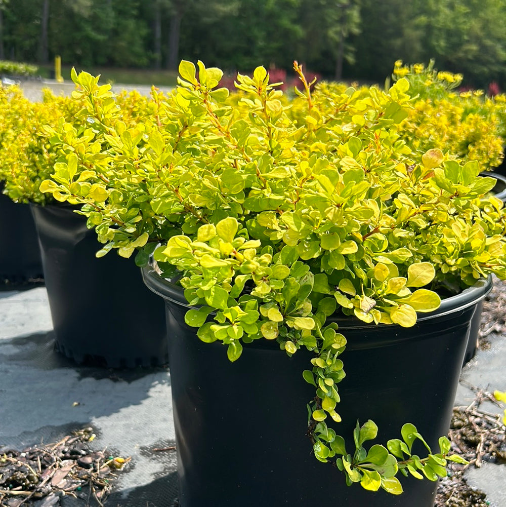 Tiny Gold Barberry growing in a landscaped garden