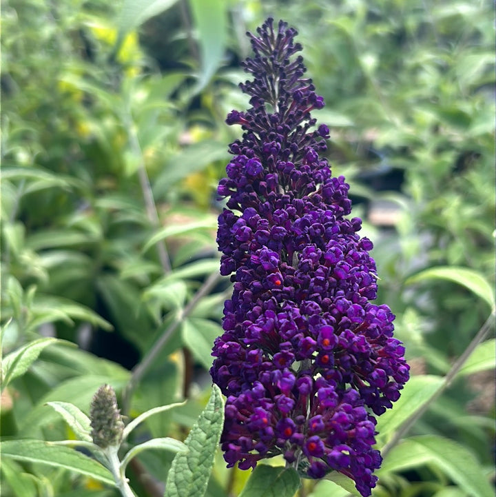 Black Knight Butterfly Bush growing in a landscaped garden