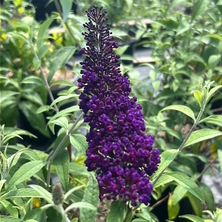 Black Knight Butterfly Bush growing in a landscaped garden